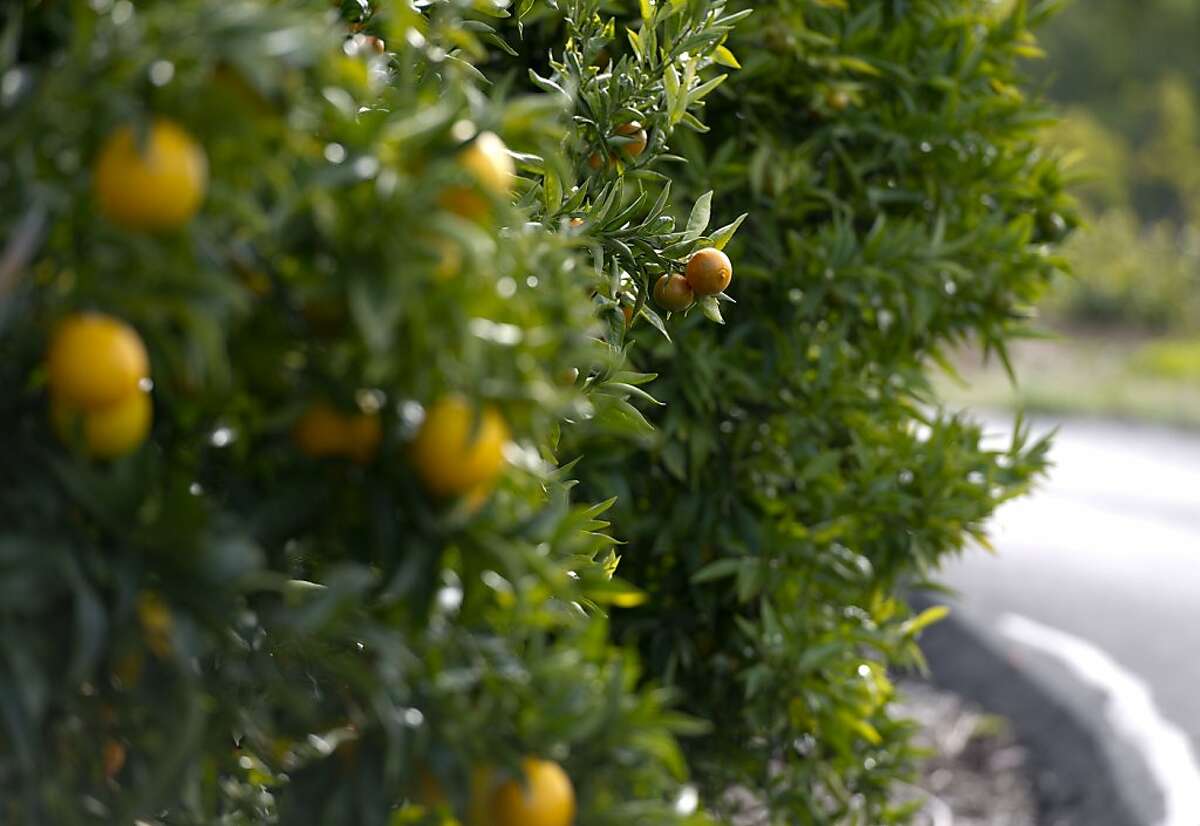 A row of citrus trees, including the Clementine mandarin tree (in focus), are seen among Gene Lester's extensive citrus fruit collection on his property in Watsonville, Calif., January 10, 2011.