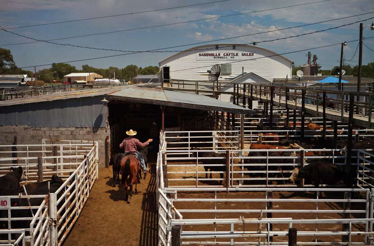 Cattle flood auctions