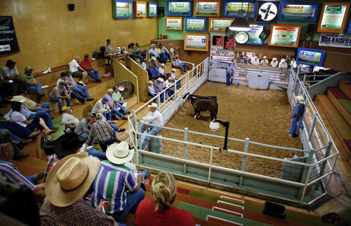 Cattle flood auctions