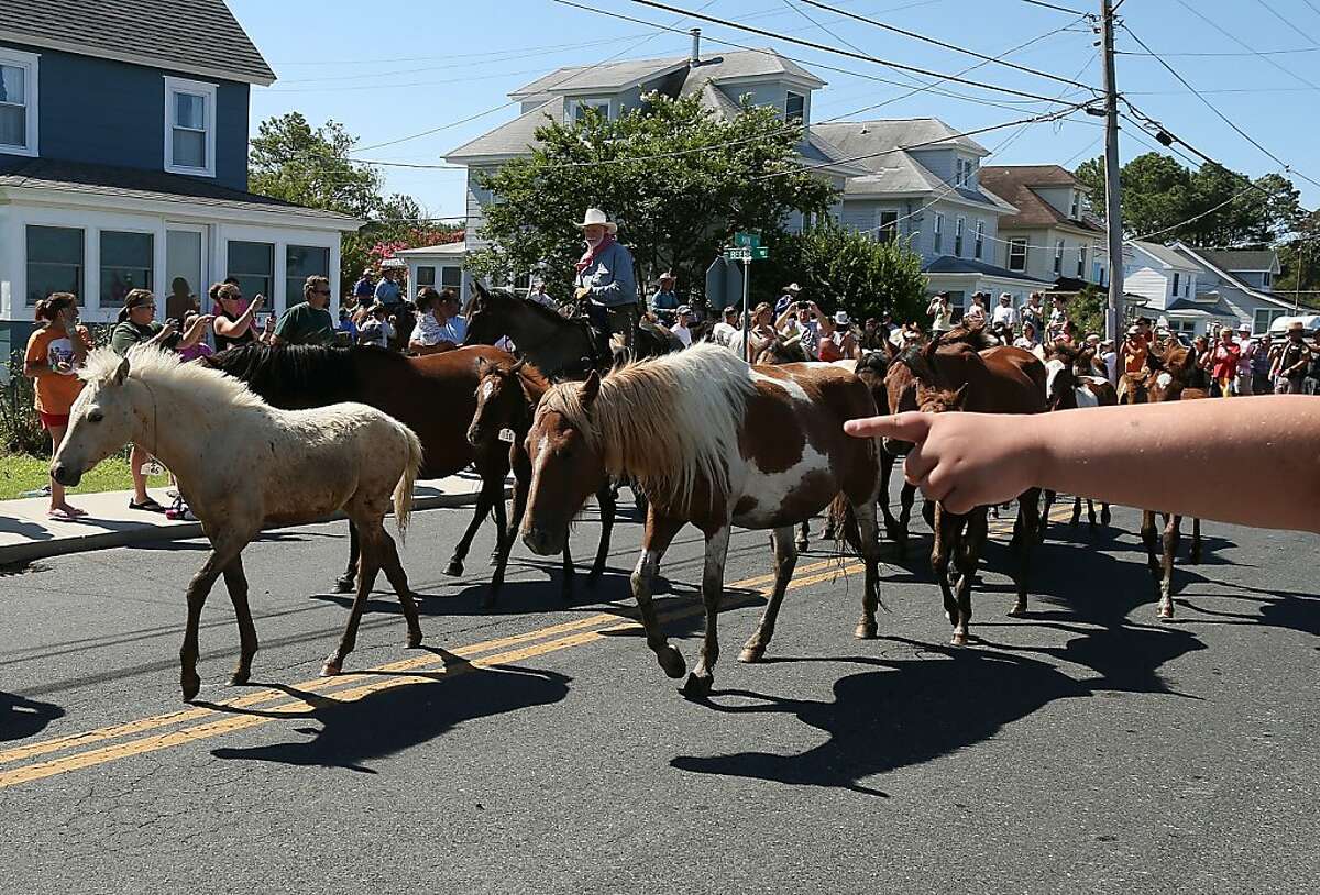 Ponies auctioned to benefit volunteer fire company