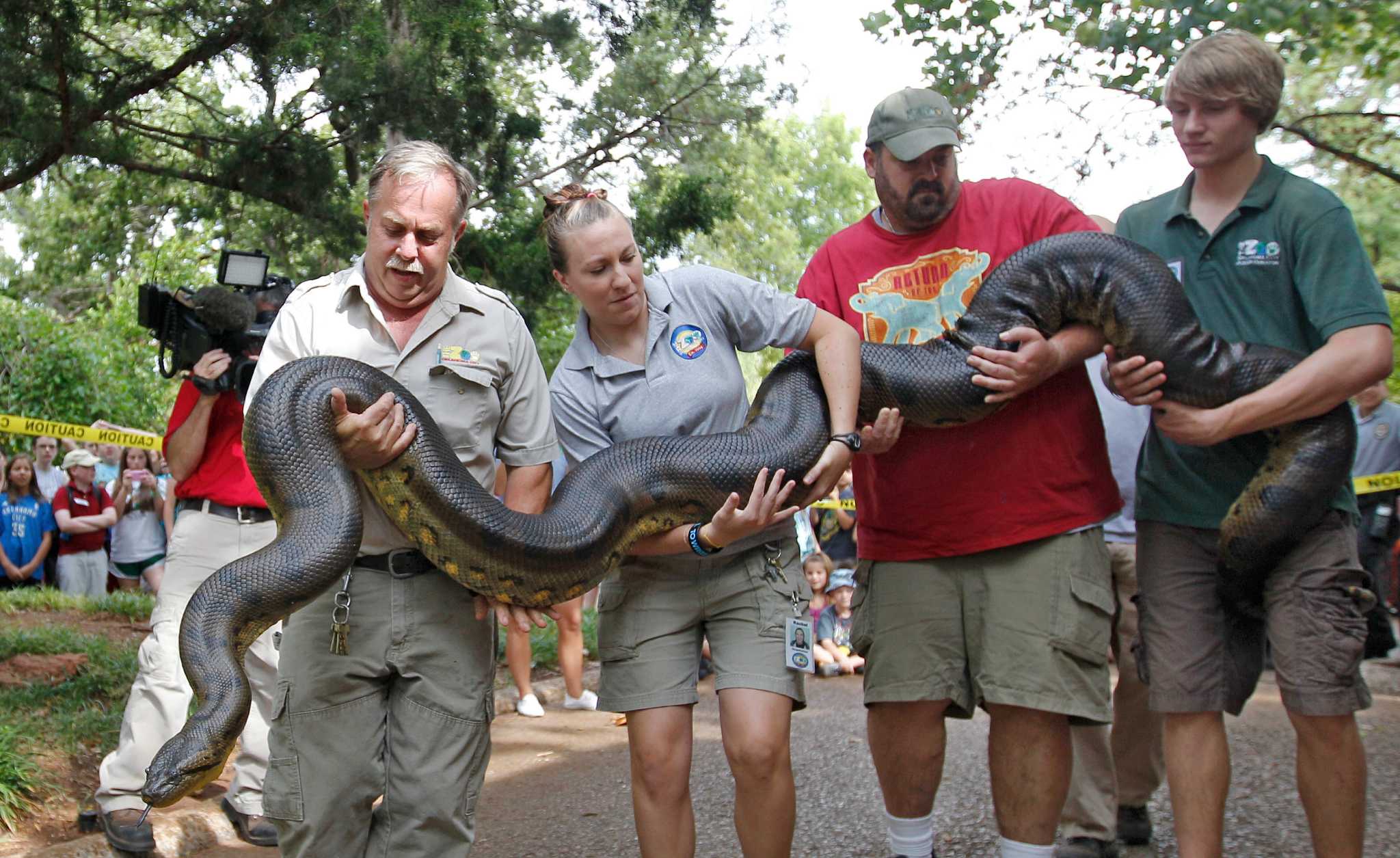 how-to-measure-an-anaconda