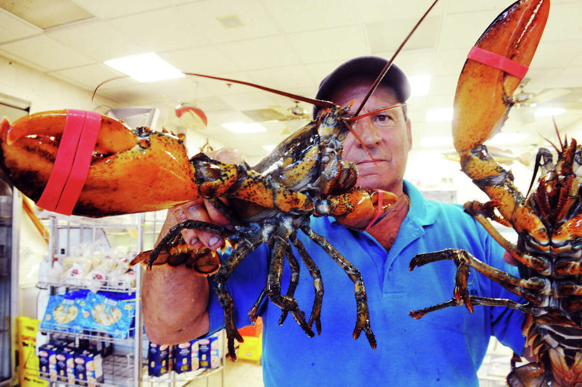Lobsterman Roger Frate Sr. and two lobsters from Maine in his shop Darien Seafood in Darien, Conn., July 18, 2012. The state is researching the continuing decline of the state's lobster population after yet another devastating year of diminished catches for the dwindling ranks of commercial lobstermen. Frate points to pesticides used to kill mosquitoes as the cause, he said that other states, like Rhode Island, changed the chemicals used for spraying resulting in a surge in the lobster populations.
