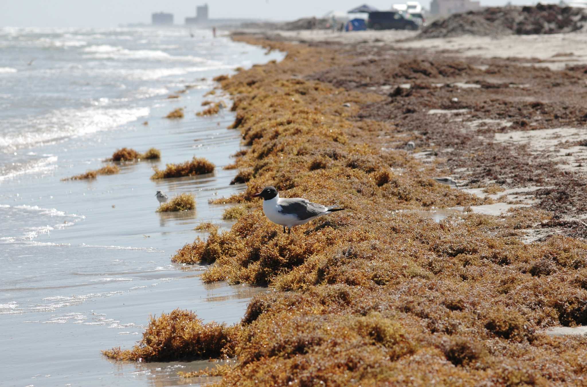 Seaweed's always causing a stink