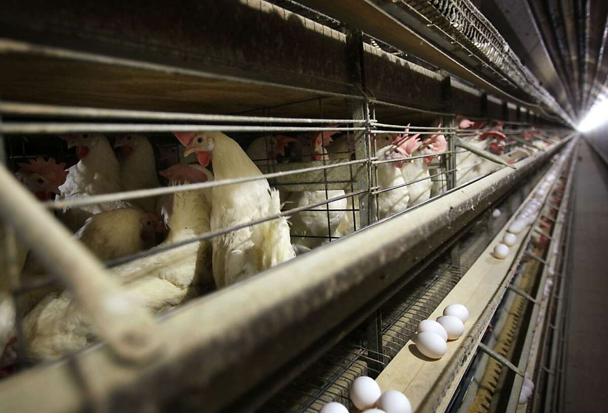Chickens stand in their cage at the Rose Acre Farms, Monday, Nov. 16, 2009, near Stuart, Iowa. About 96 percent of eggs sold in the United States come from hens who live in the so-called battery cages from the day they're born until their egg-laying days end 18 to 24 months later. (AP Photo/Charlie Neibergall)