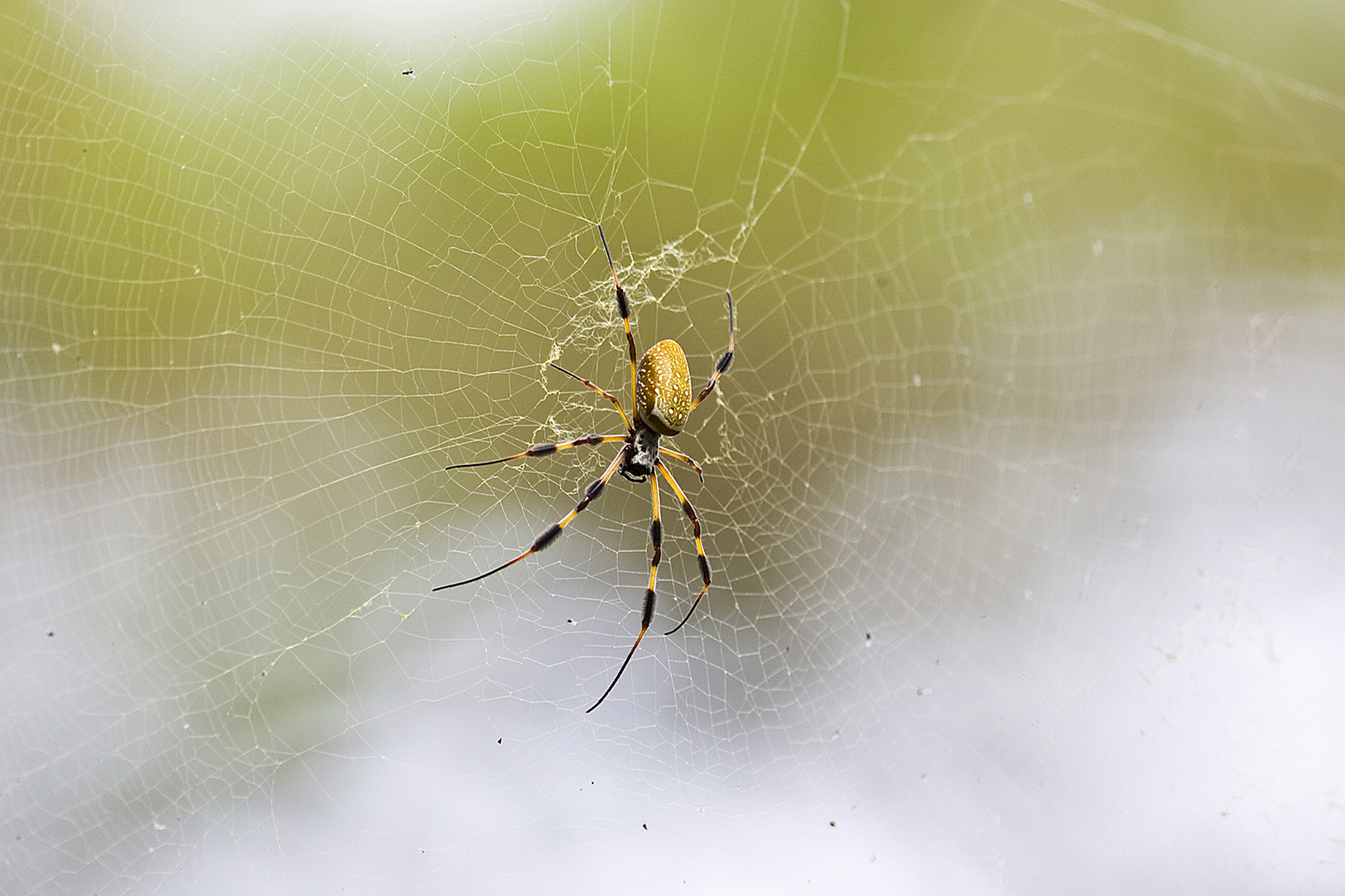 This spider web is strong enough for a bird to sit on, a scientific first