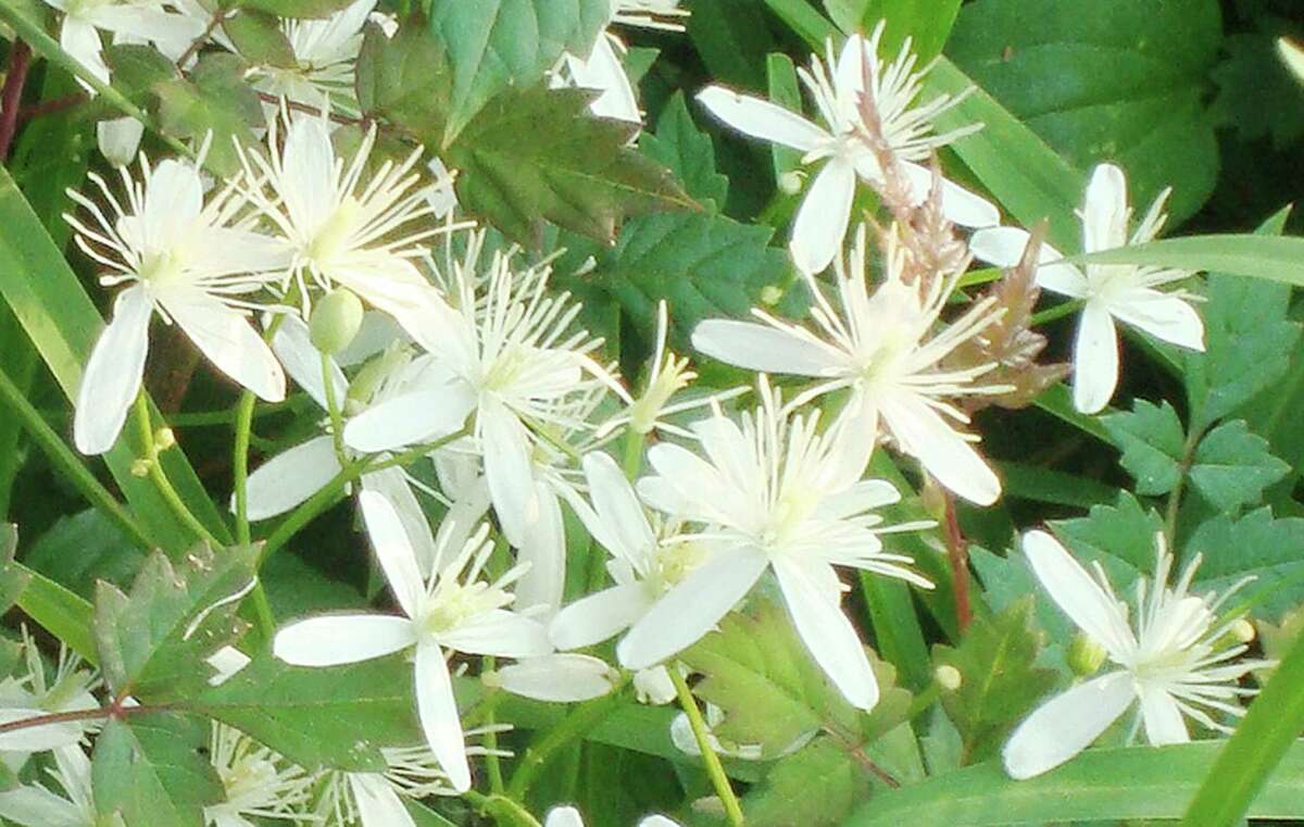 Fragrant flowers help a gardener find home