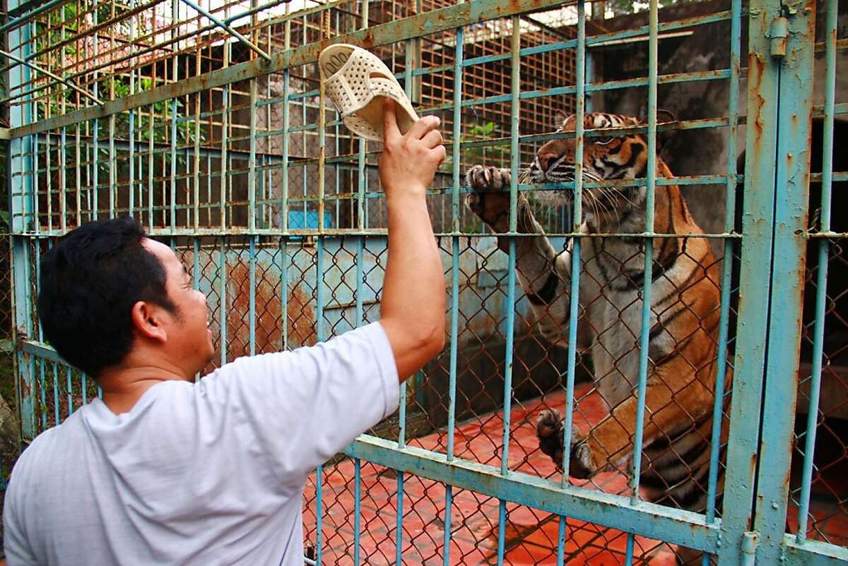 Vietnam tiger farms - black market link?