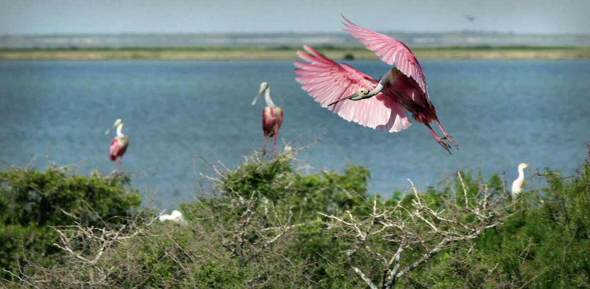A Roseate Spoonbill compresses the air, slowing him down before landing on a treetop on Green Island in Laguna Madre just off the coast from Port Mansfield, TX. Tuesday, June 5, 2012.