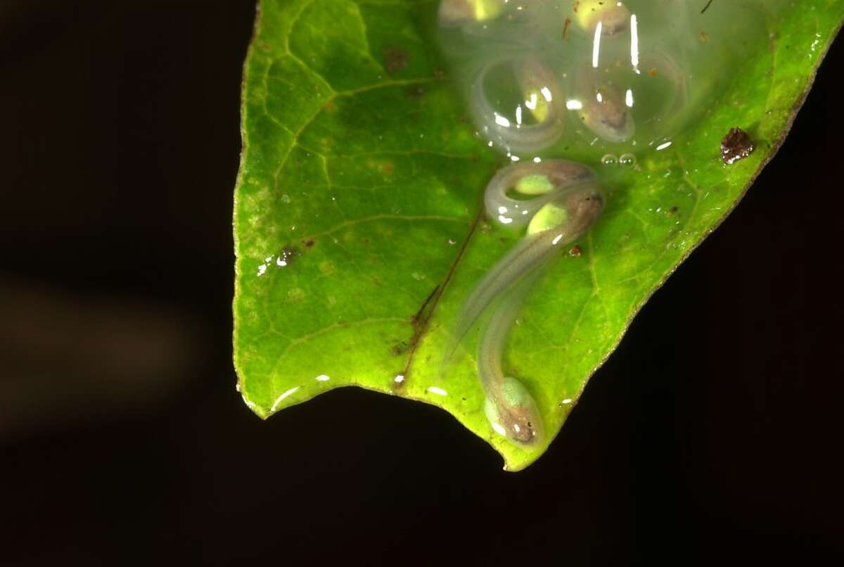 This new species of high-altitude glass frog, Centrolene sabini, in the amphibian family of Centrolnidae, was discovered by Allessandro Catenazzi in the cloud forest of Peru's Manu National Park at an elevation of nearly 10,000 feet. This Peruvian glass frog tadpole, Centrolene sabini, was hatched from eggs laid on the surface of a leafin Peru's Manu National Park..