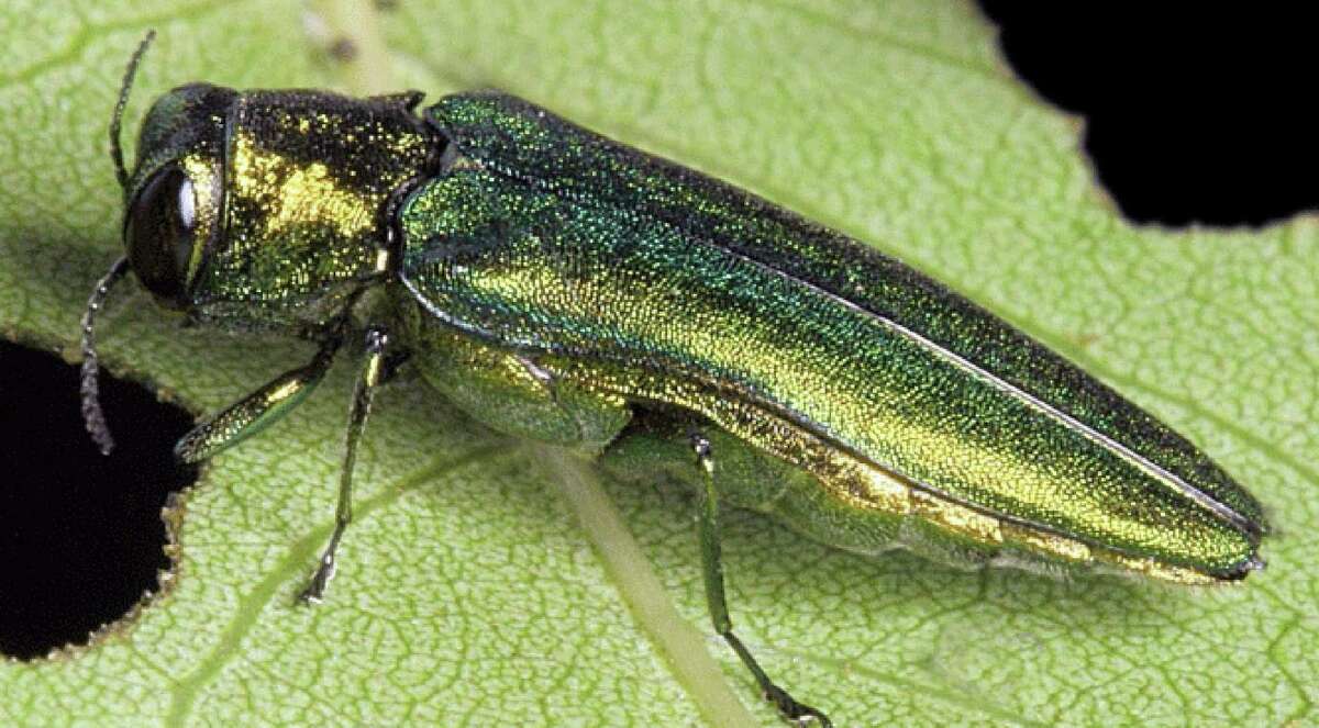 The emerald ash borer, a small beetle that kills ash trees.