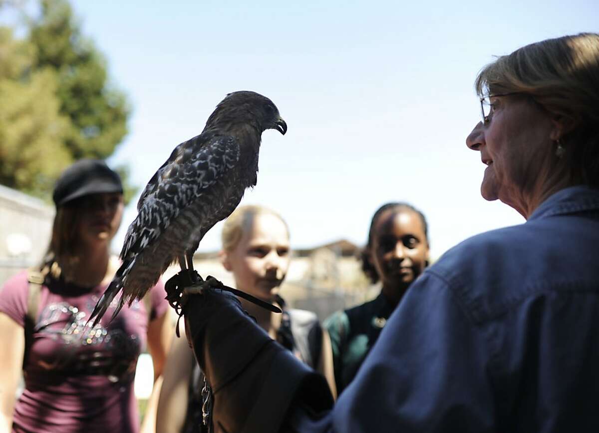 Pamela Ball, volunteer of Wild Life Ambassador, introduces red shouldered hawk, Phoenix, to visitors Katie Tuttle, right, 14, Catherine Collins, 13, and Selam Yihew, 14 at WildCare on Thursday, Aug 2, 2012 in San Rafael, Calif.