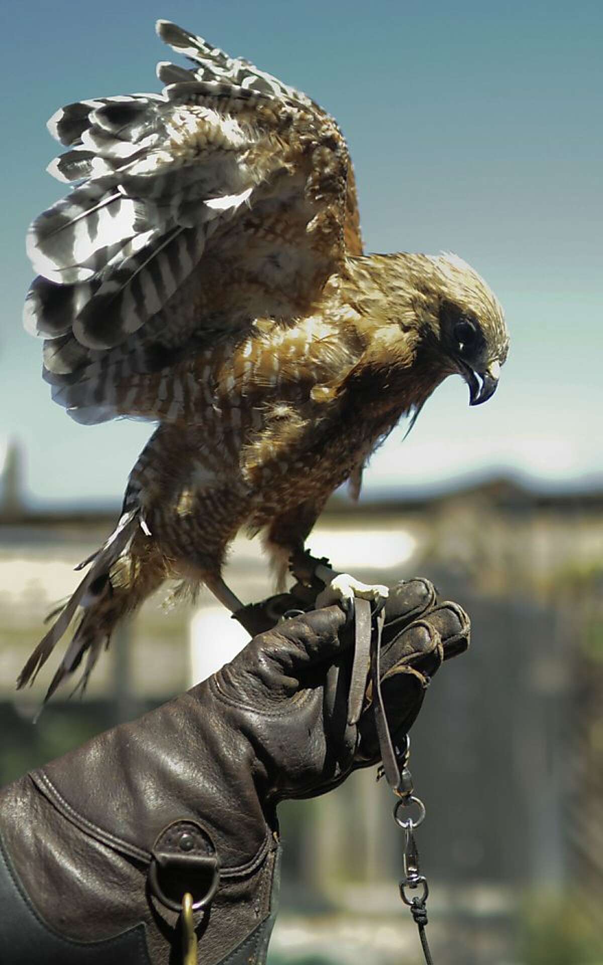 Red shouldered hawk, Phoenix, is photographed at WildCare on Thursday, Aug 2, 2012 in San Rafael, Calif.