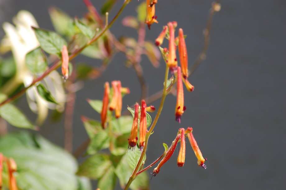 Batfaced cuphea a colorful addition SFGate