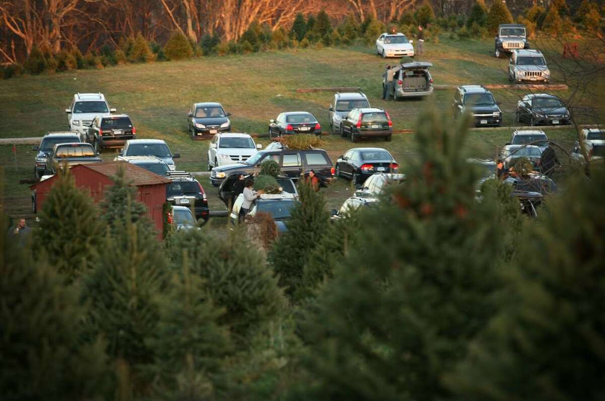 Christmas Tree Season Underway