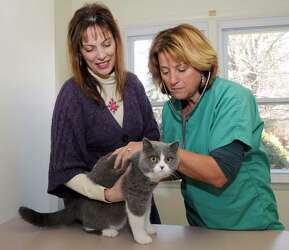 roxy british shorthair cats