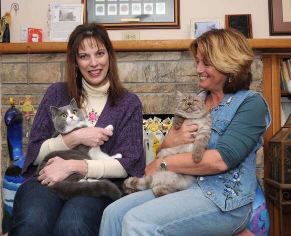 roxy british shorthair cats