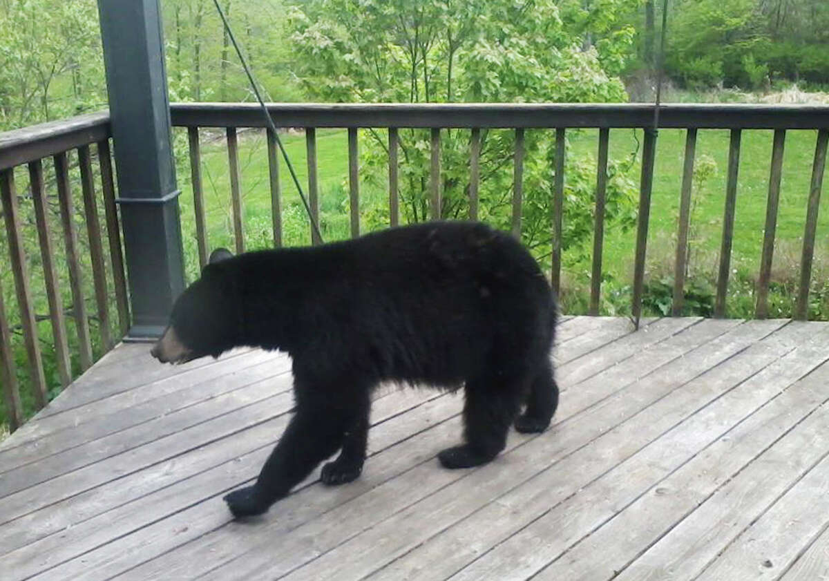 Dry summer means more encounters with hungry bears