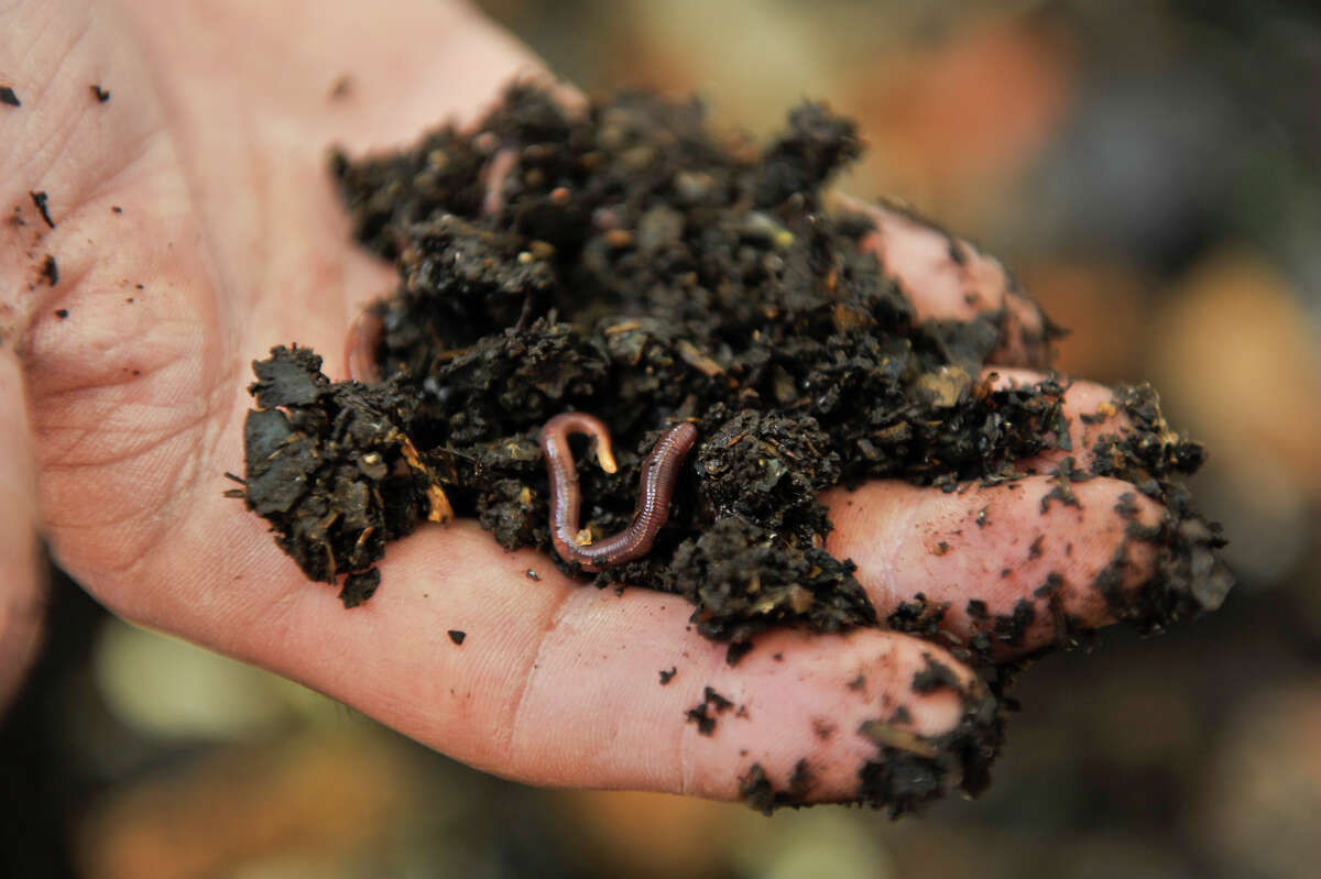 Villa Finale's vermicomposting bin contains about 1,000 worms. They create a rich fertilizer..