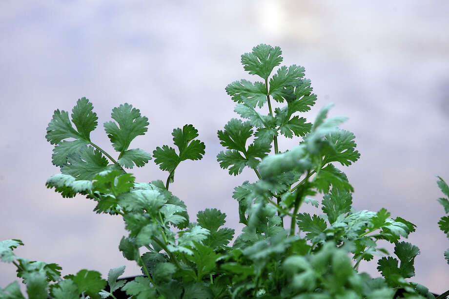 Grow container veggies this fall San Antonio ExpressNews