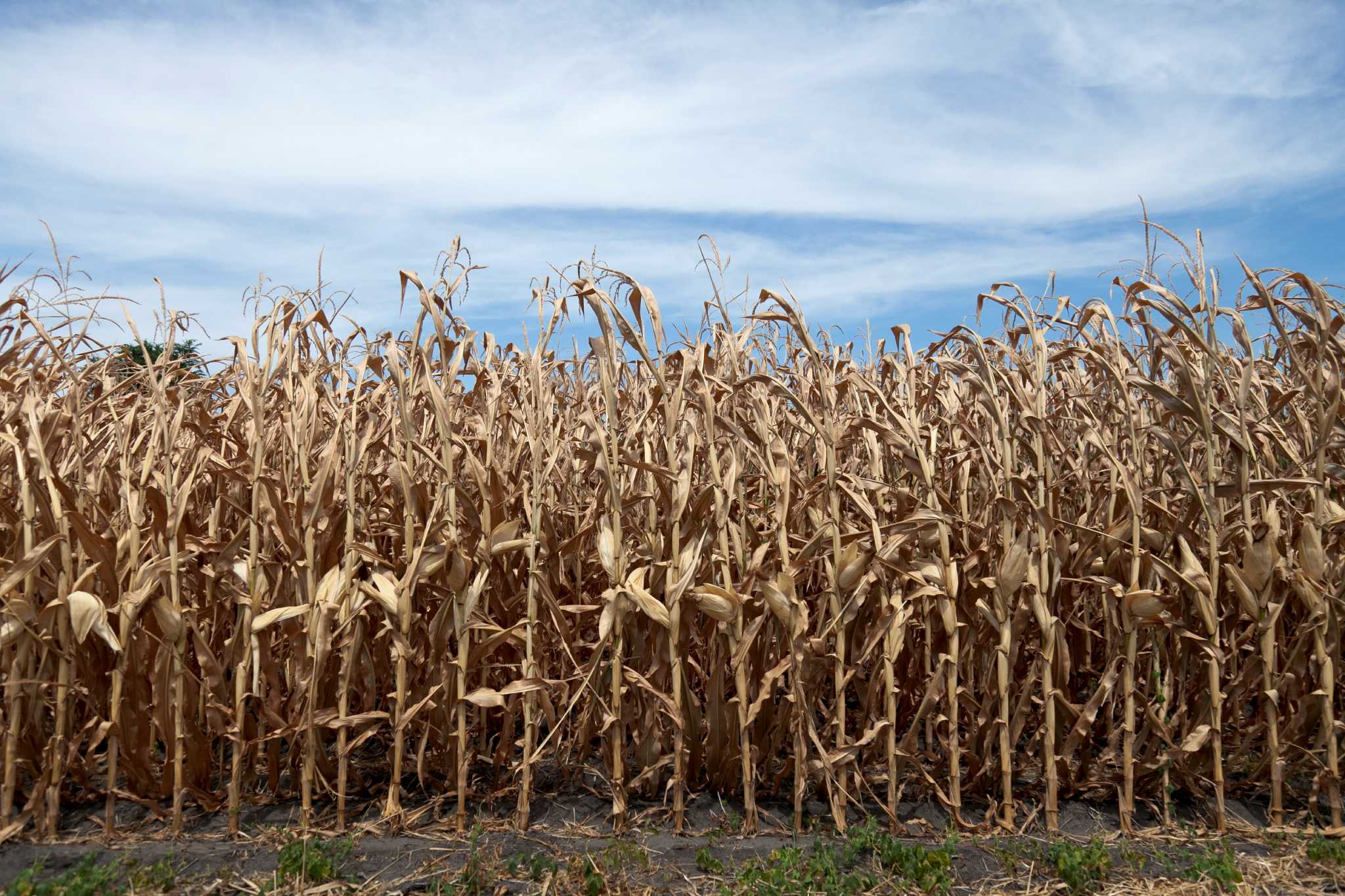 Drought cutting corn yield