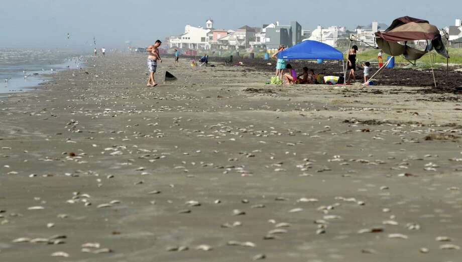 Low Oxygen Levels Kill Thousands Of Fish In Galveston Houston Stan Lewis Of Dallas Rakes Dead Fish Into A Pile And Away From His