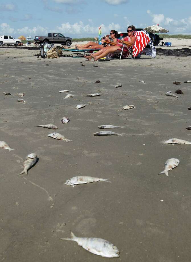 Low oxygen levels kill thousands of fish in Galveston