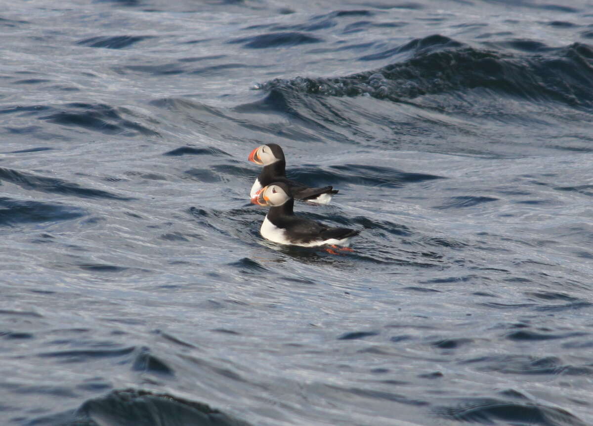 An pair of Atlantic puffins swims near breeding ground Egg Island in midcoast Maine. Eliminated from Maine by hunting in the last century, more than 100 pairs of puffins now return annually to nest on Egg Island after 10 months at sea.