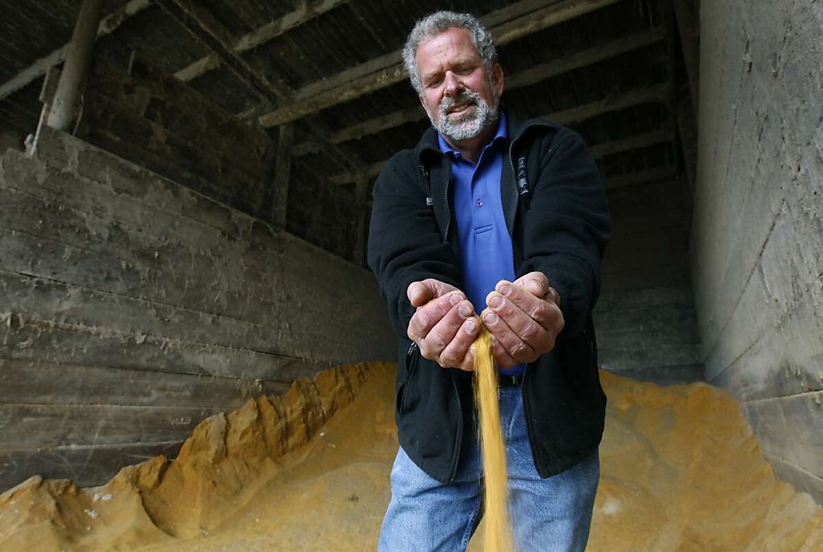 Albert Straus inspects a grain that is used in a mixture of feed for dairy cows at his Straus Family Creamery in Marshall, Calif. on Tuesday, July 31, 2012. The organic dairy, which does not use any genetically engineered ingredients, is backing Prop. 37, which, if passed by voters, would require food manufacturers that use GMOs in their products to put it on labels.