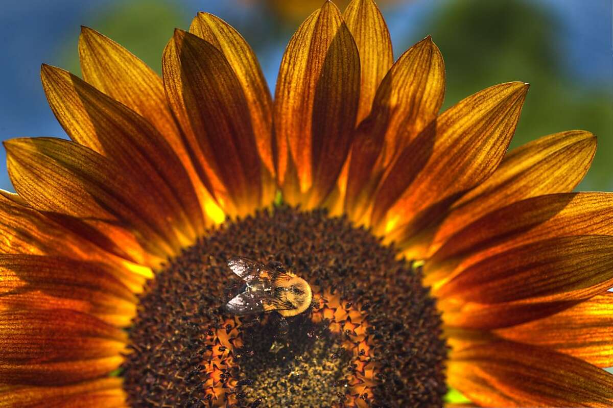 A bee gathers pollen on a sunflower at a home in Bristol Va., on Sunday Aug. 12, 2012. (AP Photo/Kingsport Times-News, David Grace)