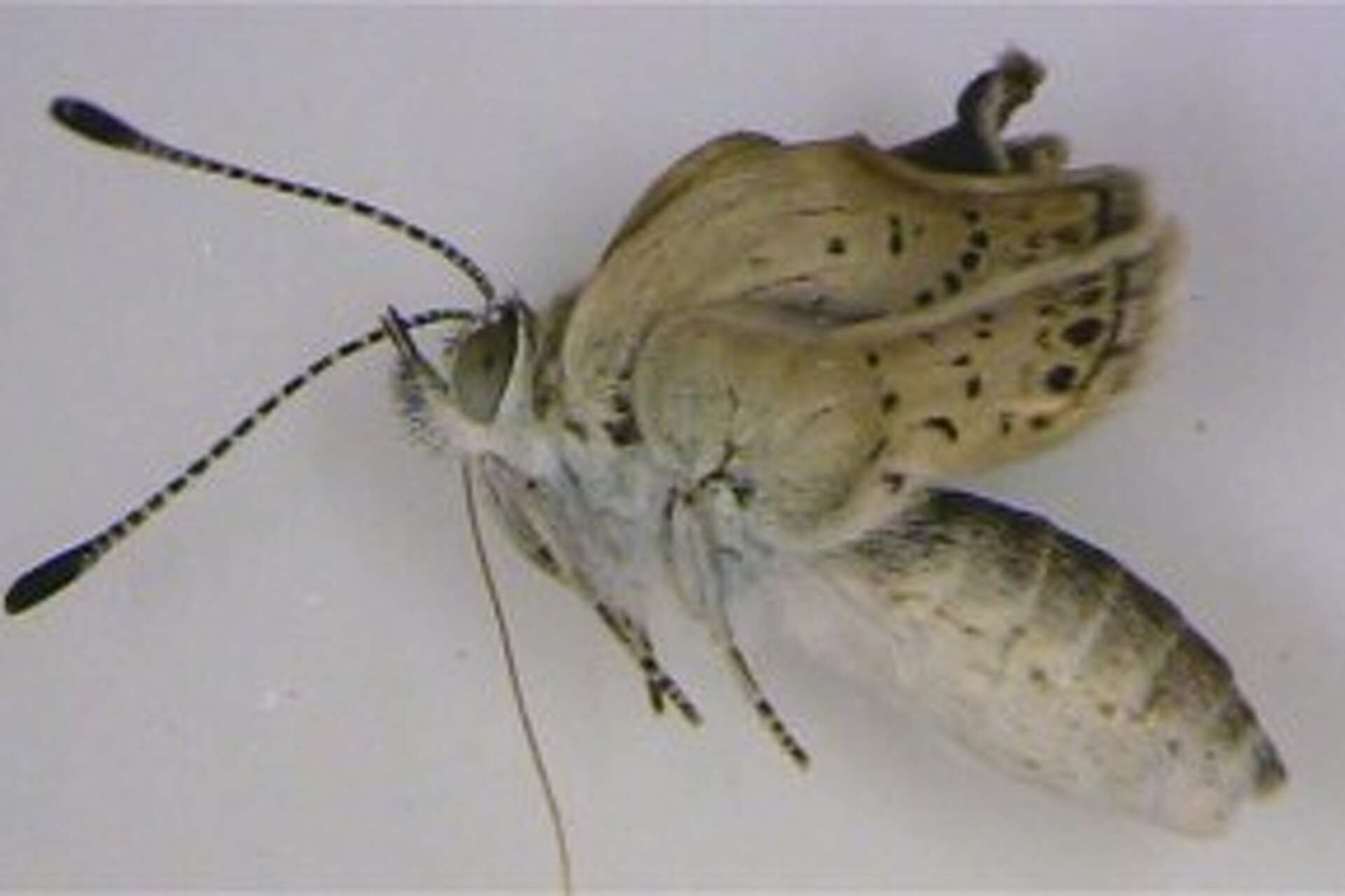 Mutant butterflies found in Japan near site of nuclear accident
