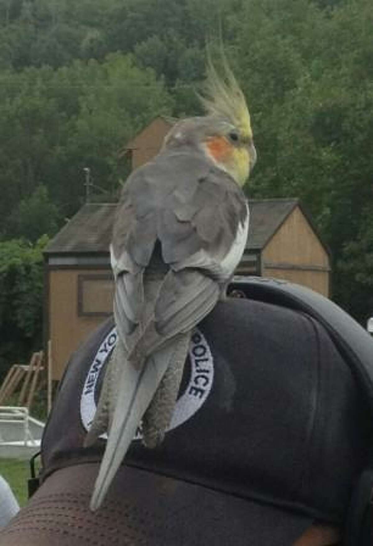 State Police said this cockatiel flew into a firing range in Guilderland on Tuesday and landed on the head of a State Police recruit. (State Police photo)