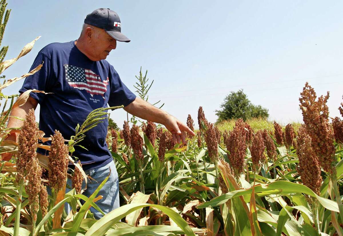 Gary Johnson walks through a field of milo sorghum on his farm in Waukomis, Okla, Wednesday, Aug. 15, 2012. The government is on the verge of approving sorghum, a grain mainly used as livestock feed, to make a cleaner version of ethanol. (AP Photo/Sue Ogrocki)