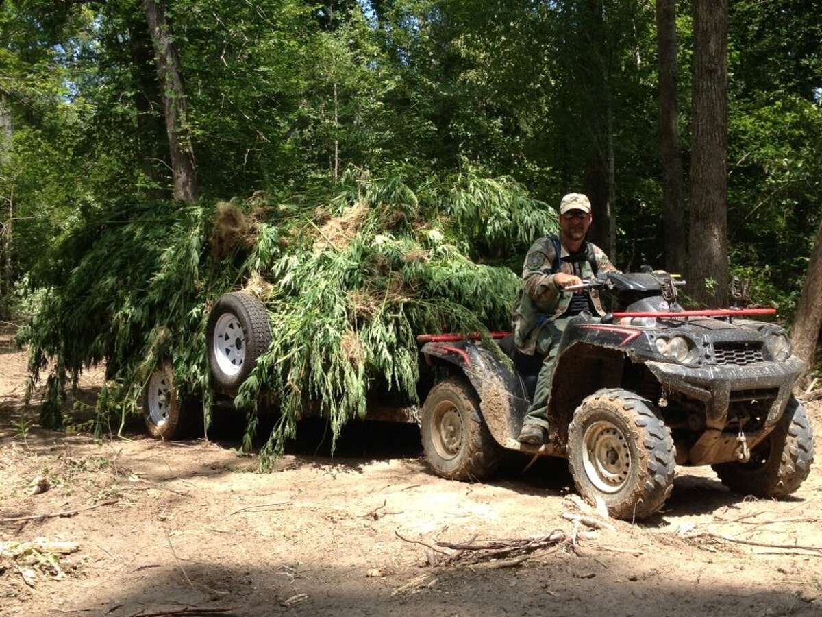 These marijuana plants are among 30,300 discovered on a covert farm in Polk County and then confiscated and destroyed. No one has been arrested in connection with the farm, one of the largest ever found in Texas.
