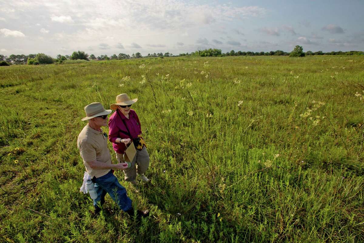 8/10/12: Phil Beekman and Karen Beekman, a members of the Katy Prairie Conservatory collects Ruff Coneflower, Black-Eye Susan's and Texas Coneflower at the College Park Prairie, in Deer Park, Texas. Last year, in Deer Park of all places, prairie hunters discovered the College Park Prairie -- 53 acres of pristine grassland, a rare surviving piece of the ecosystem that once dominated our area, full of plants that make naturalists swoon. And as soon as the prairie hunters found it, they prepared to say goodbye: In only a few months, a developer planned to bulldoze the prairie to build suburban housing, and the land's cost seemed far out of conservationists' reach. Now, though, they hope to save it. For the Chronicle: Thomas B. Shea
