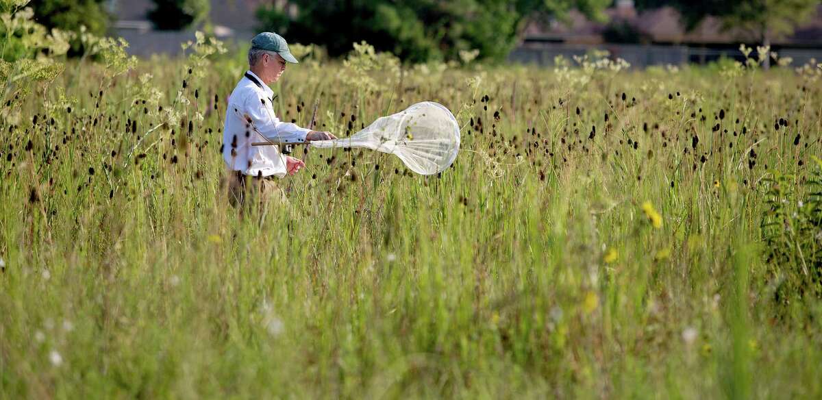 8/10/12: Don Verser, a volunteer with the Houston Audubon and Nature Discovery in Bellaire, sweeps for bugs at the College Park Prairie in Deer Park, Texas. Last year, in Deer Park of all places, prairie hunters discovered the College Park Prairie -- 53 acres of pristine grassland, a rare surviving piece of the ecosystem that once dominated our area, full of plants that make naturalists swoon. And as soon as the prairie hunters found it, they prepared to say goodbye: In only a few months, a developer planned to bulldoze the prairie to build suburban housing, and the land's cost seemed far out of conservationists' reach. Now, though, they hope to save it. For the Chronicle: Thomas B. Shea