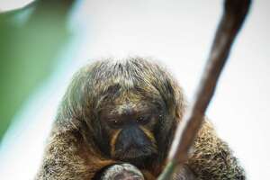 Meet Houston Zoo's new babies