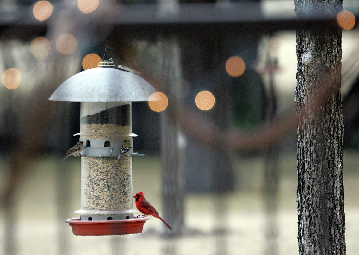A cardinal stops by a backyard bird feeder.