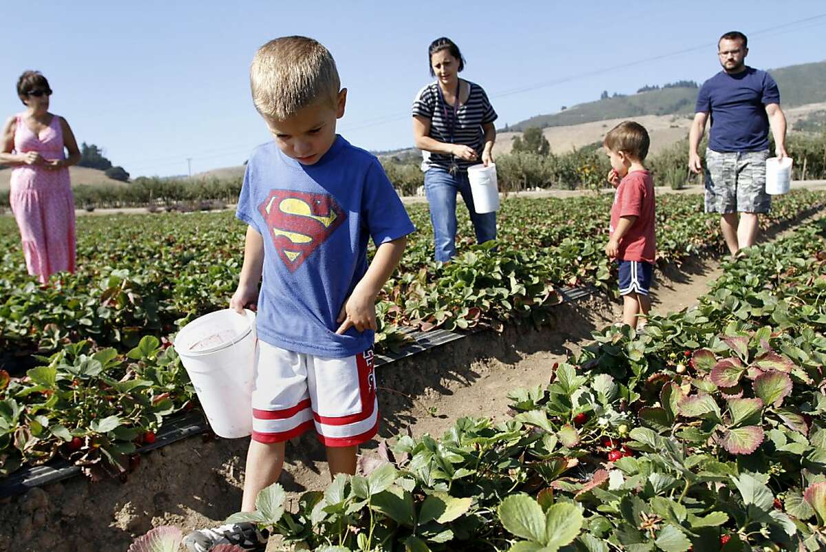 Tyler Thomas picks strawberries with his family. Gizdich Ranch is a "pik-yor-sef" farm that is also home to a bakery and gift shop.