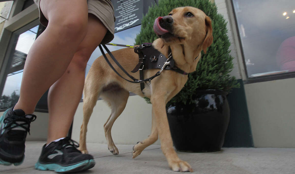 why do guide dogs walk on the left