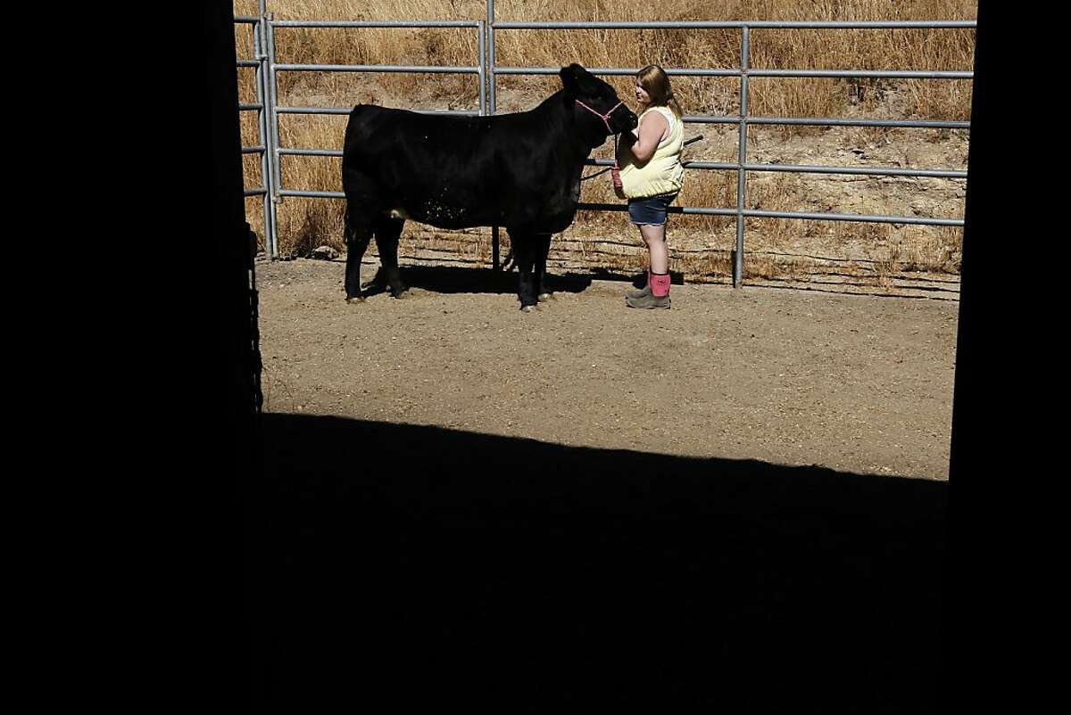 13-year-old, Jena Graves, on Tuesday July 31, 2012, in Napa, Calif., tends to her heifer Swayze, which she will show at the County Fair next week. Obesity isn't just unhealthy eating habits. The nation's increasing dependence on drugs- corticosteroids, insulin, antidepressants, cholesteral-lowering medications- are leading Americans to suffer from prescription drug-induced obesity. When she was 12-years-old Napa teen Jena Graves' weight more than doubled to 200 pounds due to the steroids she was taking to treat her lupus.