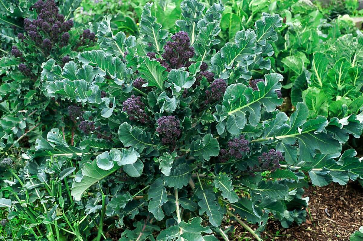 Planting the right cool-season crops