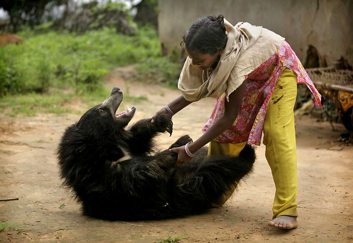 Sloth Bear is part of the family