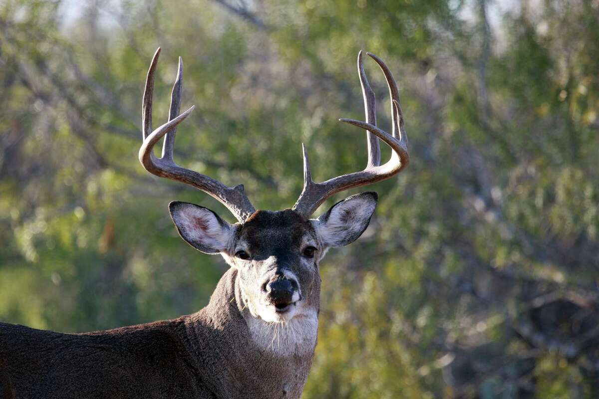 where-to-hunt-in-texas-depends-on-several-factors