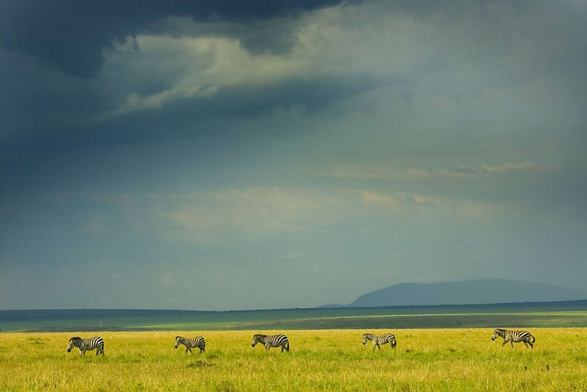 Last Chance:  Watch Tanzania And Kenya'S Great Migration Livestream Now! - h3xulck