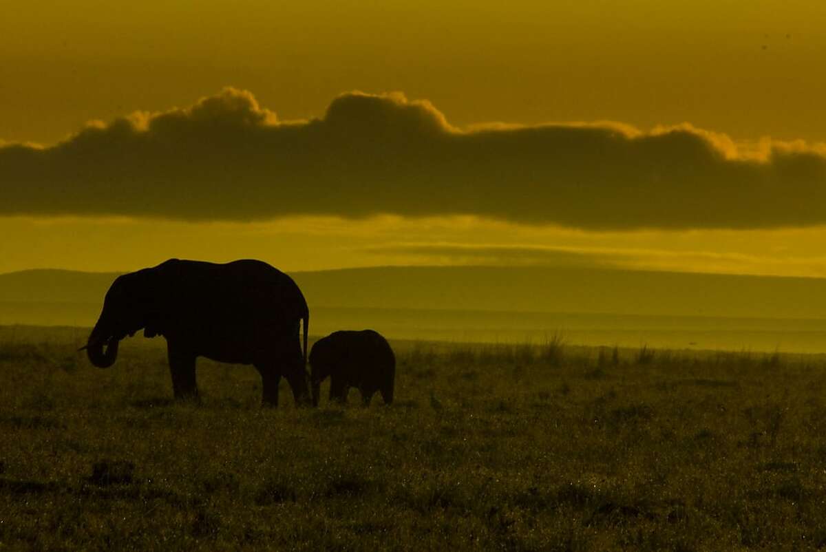 Kenya's 'Great Migration' of wildlife