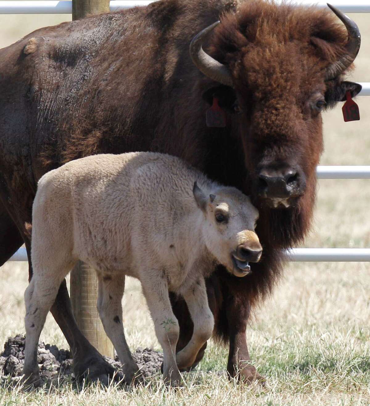 Lightning Medicine Cloud, a rare white buffalo calf, died in May on a ranch near Greenville.