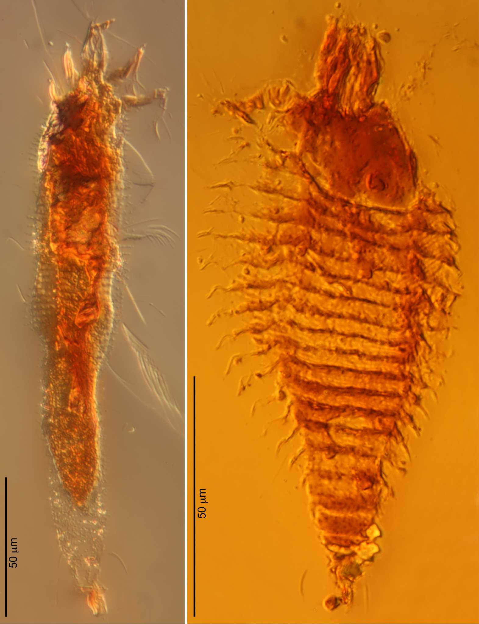 prehistoric-tiny-bugs-found-trapped-in-amber-expressnews