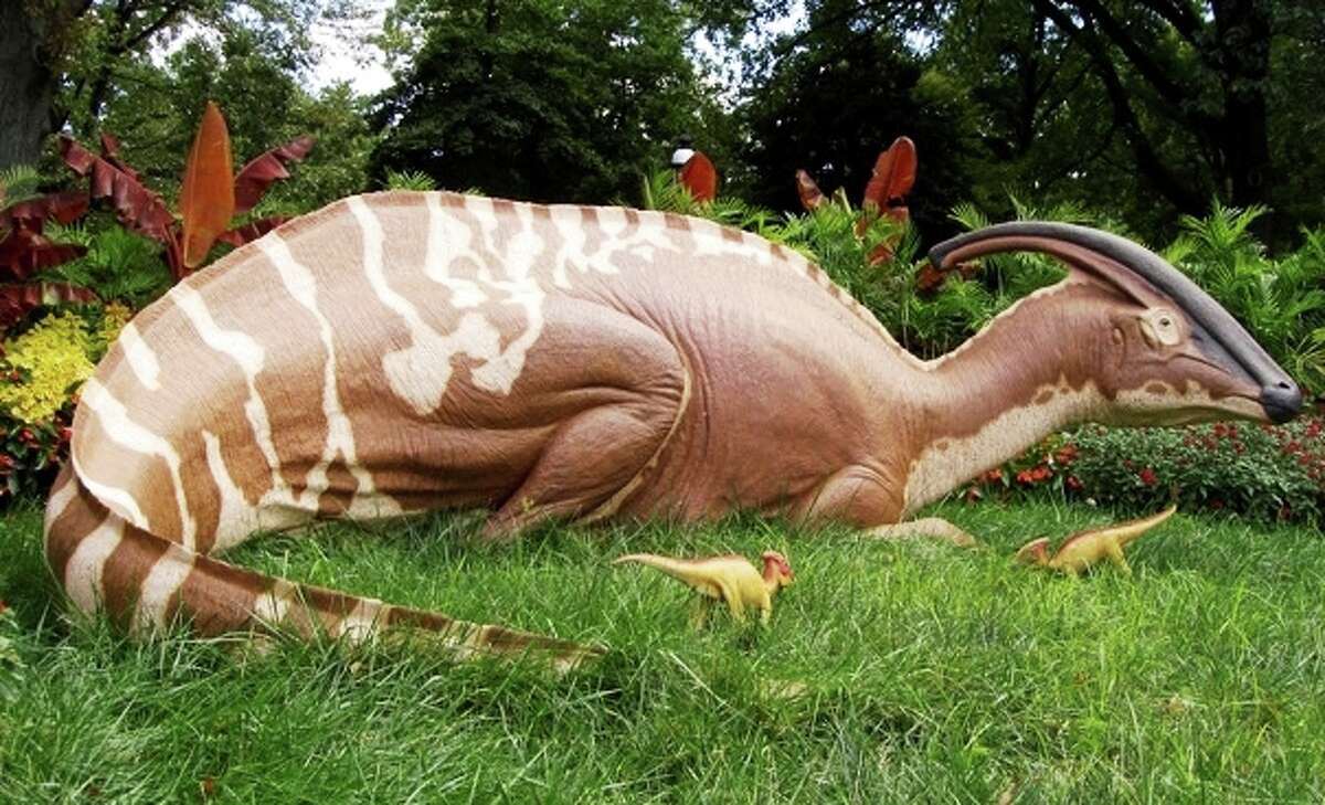 A 30-foot long model of a parasaurolophus will be part of Dinosaur Stampede at San Antonio Botanical Garden.