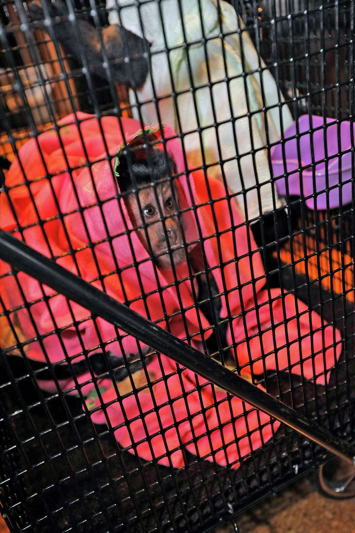 Judge rules Capuchin monkey will remain in Nederland