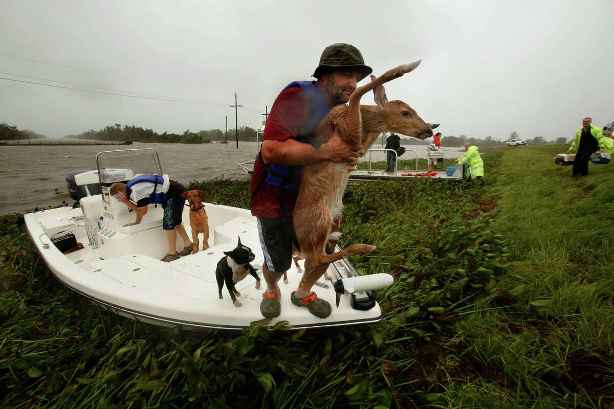 A fawn, being watched by some curious dogs, was among the animals rescued Wednesday in Plaquemines Parish, La., in the aftermath of Hurricane Isaac.